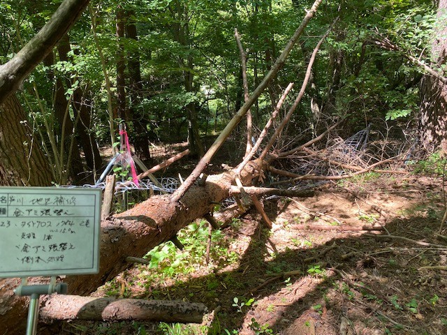 倒木による破損