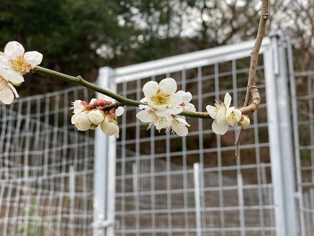 梅の花開花